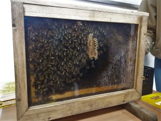 zdjęcie do artykułu: Warsztaty Pszczoły nasi mali przyjaciele