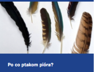 zdjęcie do artykułu: Po co ptakom pióra?