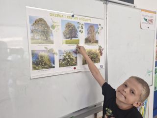 zdjęcie do artykułu: Jaką rolę odgrywają drzewa w mieście?- realizacja projektu edukacyjnego