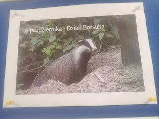 zdjęcie do artykułu: Dzień Borsuka