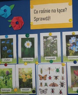 zdjęcie do artykułu: Co w trawie piszczy? Fauna i flora wokół nas