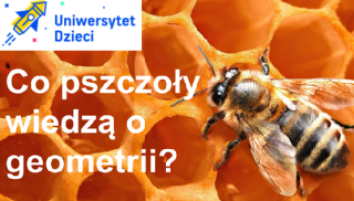 zdjęcie do artykułu: Co pszczoły wiedzą o geometrii?