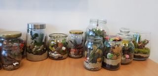 zdjęcie do artykułu: LAS W SŁOIKU - podsumowanie wiadomości z edukacji przyrodniczej