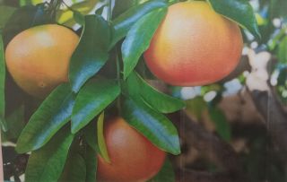 zdjęcie do artykułu: Grejpfrut - prawdziwe wyzwanie dla kubków smakowych