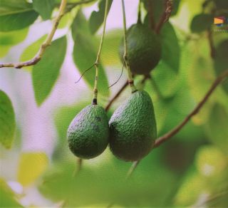 zdjęcie do artykułu: AWOKADO - niezwykle zaskakujący i tajemniczy owoc