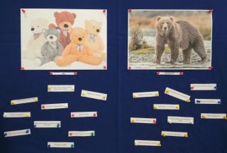 zdjęcie do artykułu: Moduł VI KOLOROWY - Świat: Proszę Państwa oto miś...